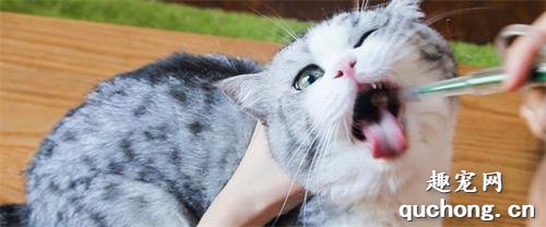 猫咪第一次体外驱虫在什么时候?