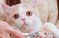 <b>给猫咪剪指甲有什么好方法？</b>