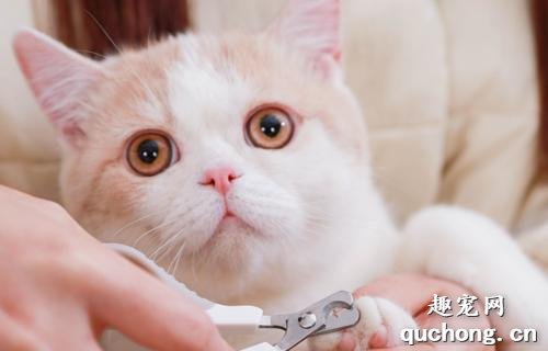给猫咪剪指甲有什么好方法？