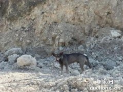 <b>流浪狗对着路人狂吠，他跟随狗狗过去一看……草坪里竟然有名弃婴！</b>