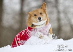 <b>冬季狗狗护理需要注意些什么？</b>