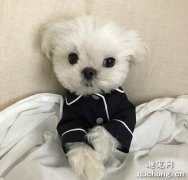 <b>马尔济斯犬美容方法</b>