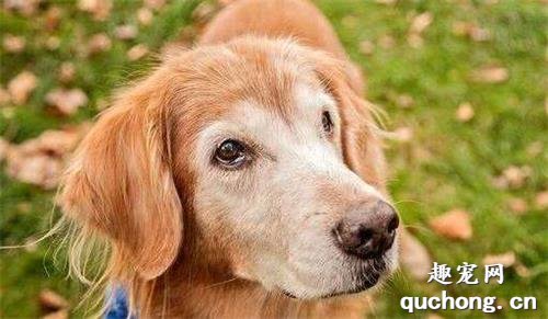 老龄犬的饲养管理方法是什么？