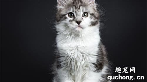 缅因猫能活多长时间?缅因猫的寿命是多少?