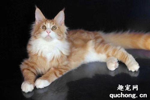 缅因猫能活多长时间?缅因猫的寿命是多少?