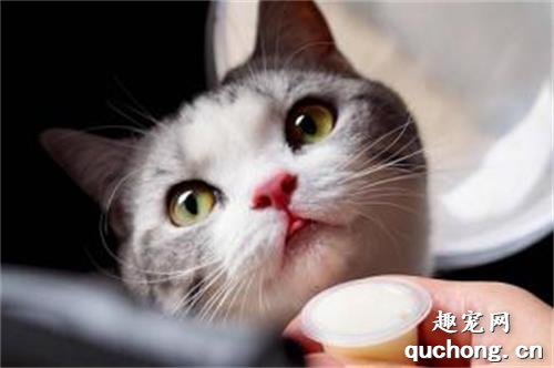 猫咪得了膀胱结石怎么办?