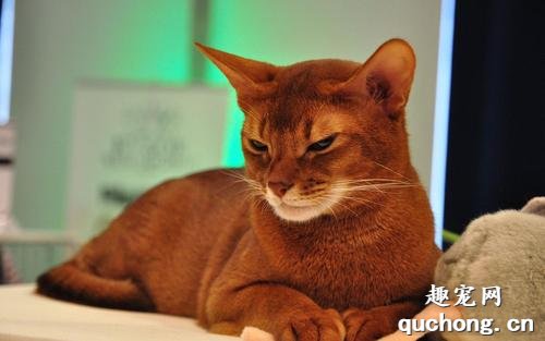 如何选购索马里猫?