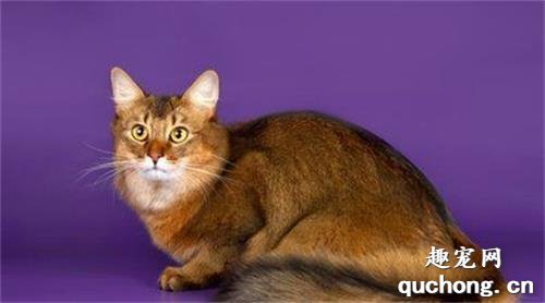 如何选购索马里猫?