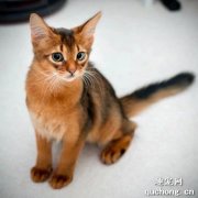 <b>索马里猫好养吗？养索马里猫要注意什么？</b>