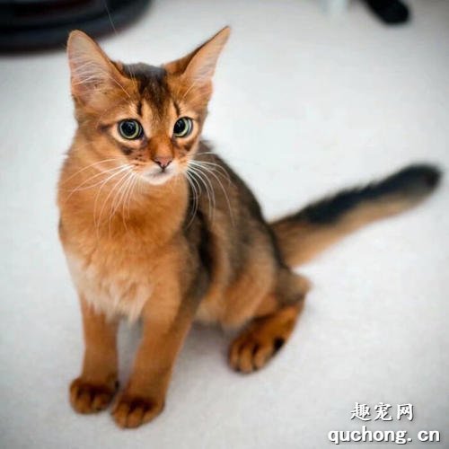 索马里猫好养吗?养索马里猫要注意什么?
