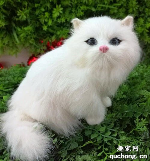 养波斯猫需要注意这6点,否则猫咪容易生病
