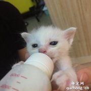 <b>宠物小猫不吃奶该怎么办？有没有办法喂母乳？</b>