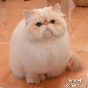 <b>大饼脸猫是什么品种?网红大脸猫是什么品种？</b>
