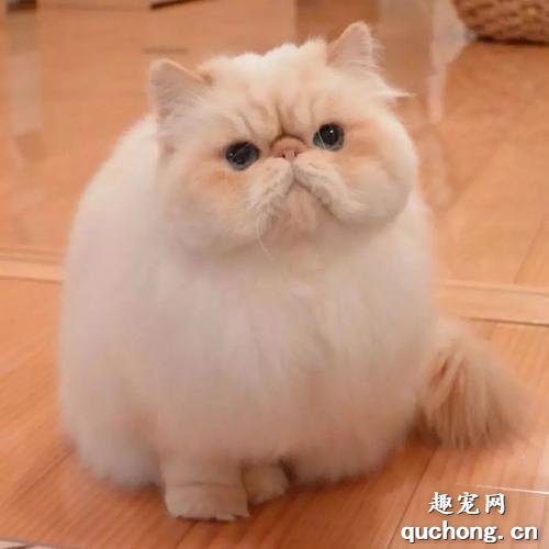 大饼脸猫是什么品种?网红大脸猫是什么品种？