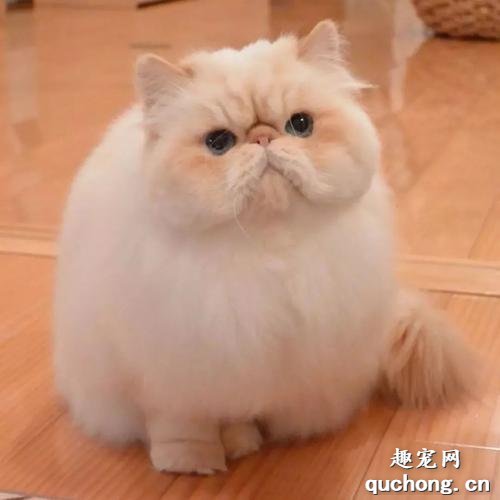 大饼脸猫是什么品种?网红大脸猫是什么品种?