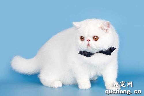大饼脸猫是什么品种?网红大脸猫是什么品种?