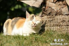 <b>猫每天晒多久太阳为佳?</b>