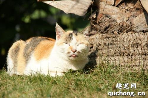 猫每天晒多久太阳为佳?
