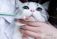 <b>猫吃甲硝唑最多吃几天？</b>