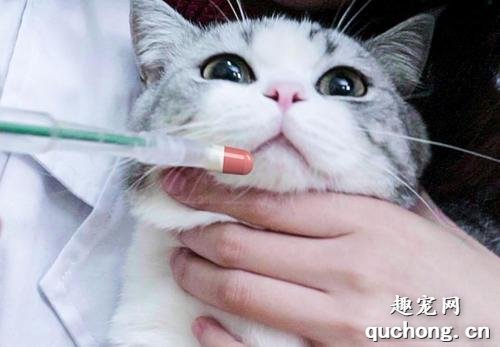 猫吃甲硝唑最多吃几天？