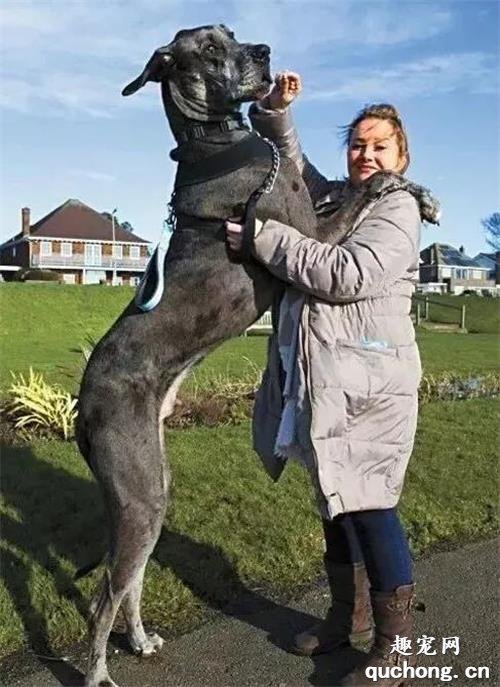<b>世界最高狗狗弗雷迪去世，站立时身高超2米…</b>