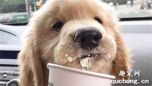 狗狗喝什么酸奶好?
