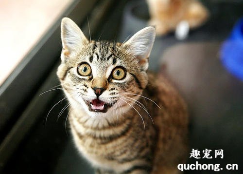 家里的猫咪一直叫是怎么回事?