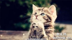 <b>要不要为猫咪选择全封闭的猫砂盆？</b>