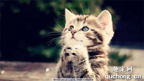 带猫咪搬家有哪些注意事项?
