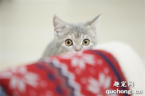 猫咪训练:呆笼子里、召唤术和亲人