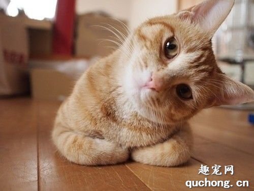 室内养猫让猫咪保持健康和快乐的4个要点