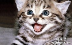 <b>室内养猫让猫咪保持健康和快乐的4个要点</b>