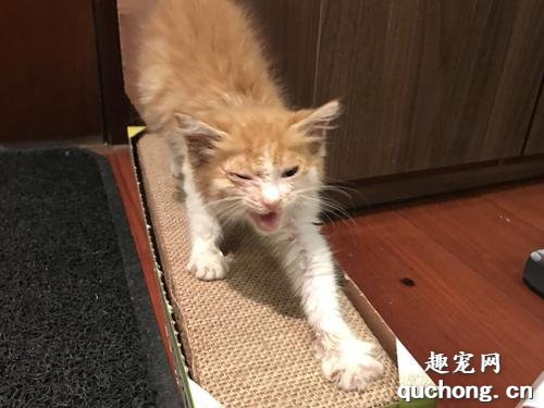 如何帮助你的小猫咪使用猫抓板?
