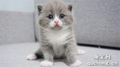 小奶猫如何照顾?