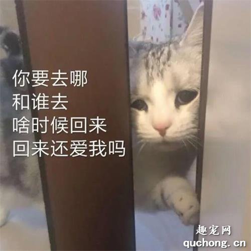 猫是如何理解离别的？网友分享的真实故事让人泪目......