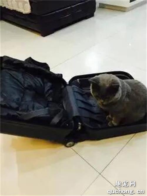 猫是如何理解离别的?网友分享的真实故事让人泪目......