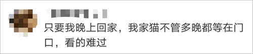 猫是如何理解离别的?网友分享的真实故事让人泪目......
