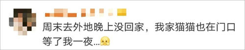 猫是如何理解离别的?网友分享的真实故事让人泪目......