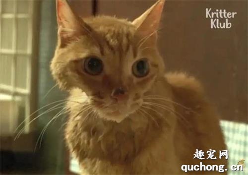 猫是如何理解离别的?网友分享的真实故事让人泪目......
