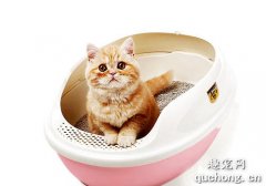 <b>如何给猫咪选购猫砂盆？购买猫砂盆注意事项</b>