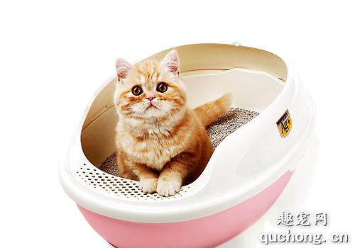 如何给猫咪选购猫砂盆?购买猫砂盆注意事项