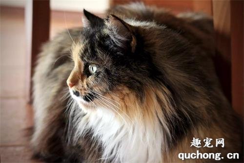 5个最安静的猫咪品种,养它们再也不怕吵闹了