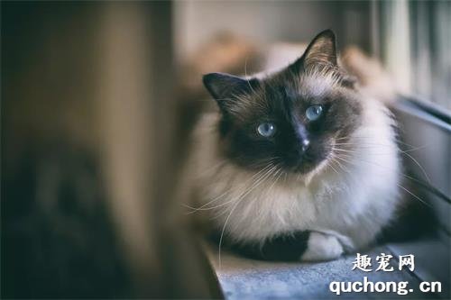 5个最安静的猫咪品种,养它们再也不怕吵闹了