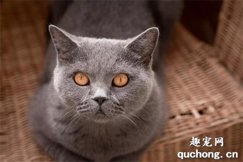 5个最安静的猫咪品种,养它们再也不怕吵闹了