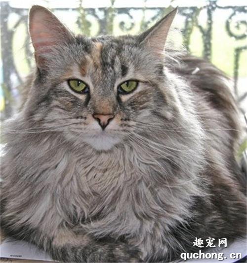 猫咪得了高血压怎么办?