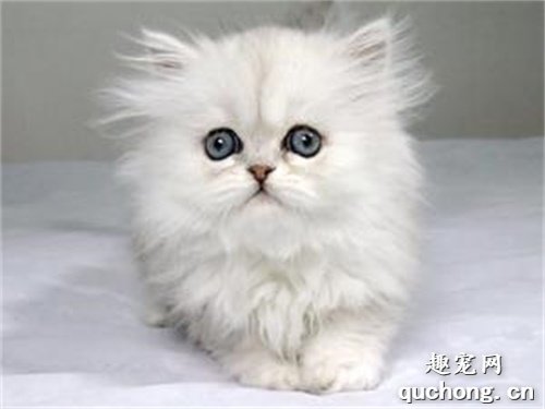 猫咪溴氯菊酯中毒怎么办?