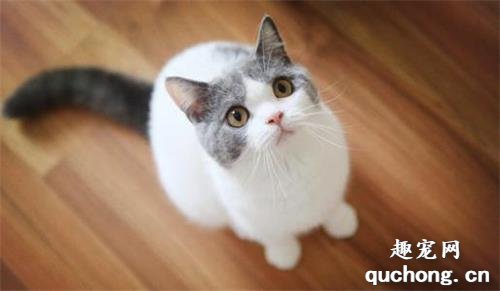 猫咪溴氯菊酯中毒怎么办?