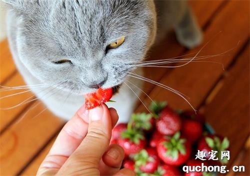 猫咪能吃草莓吗？