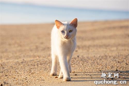 世界名猫之泰国御猫品种介绍