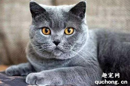 如何区分克拉特猫和俄罗斯蓝猫?